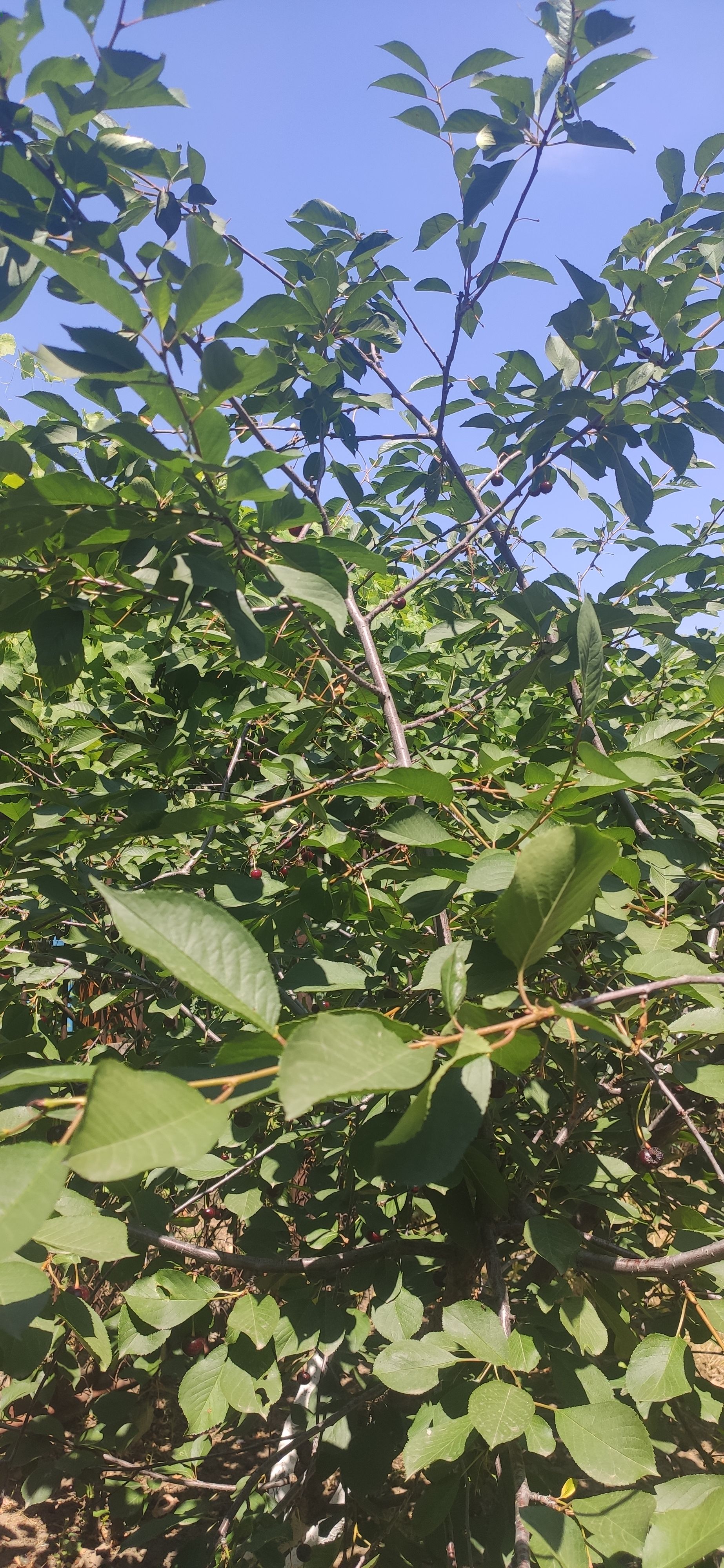 IMG 20230623 1137551