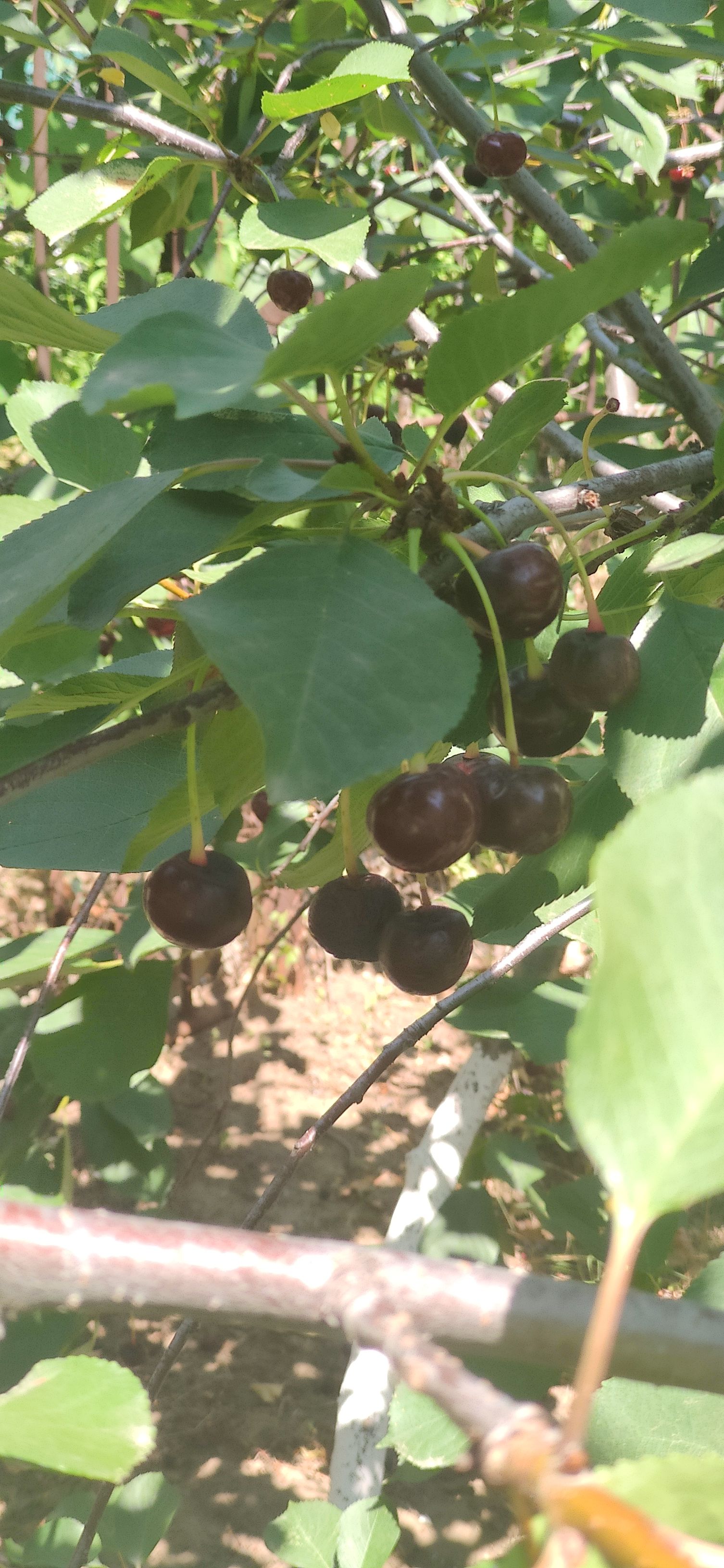 IMG 20230623 1138241