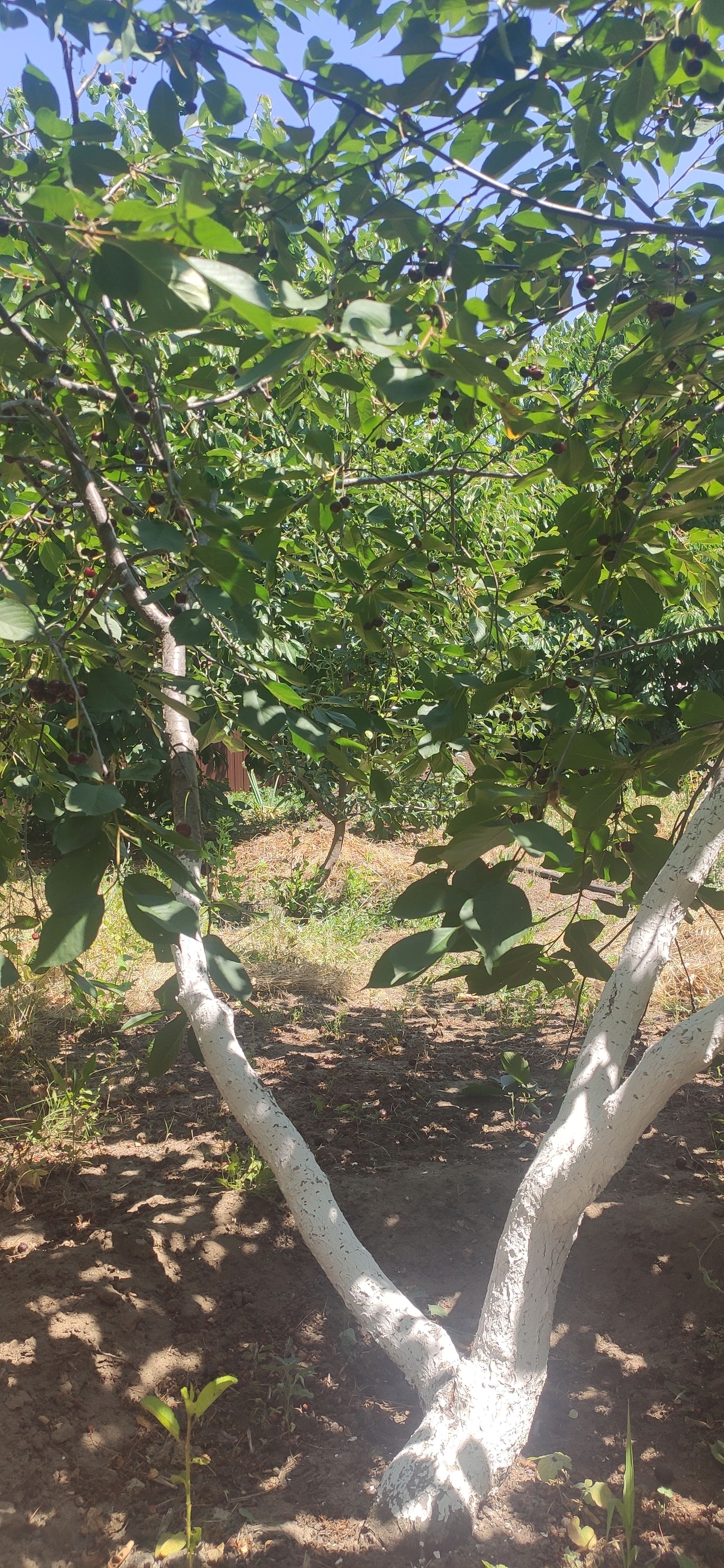 IMG 20230623 1142421