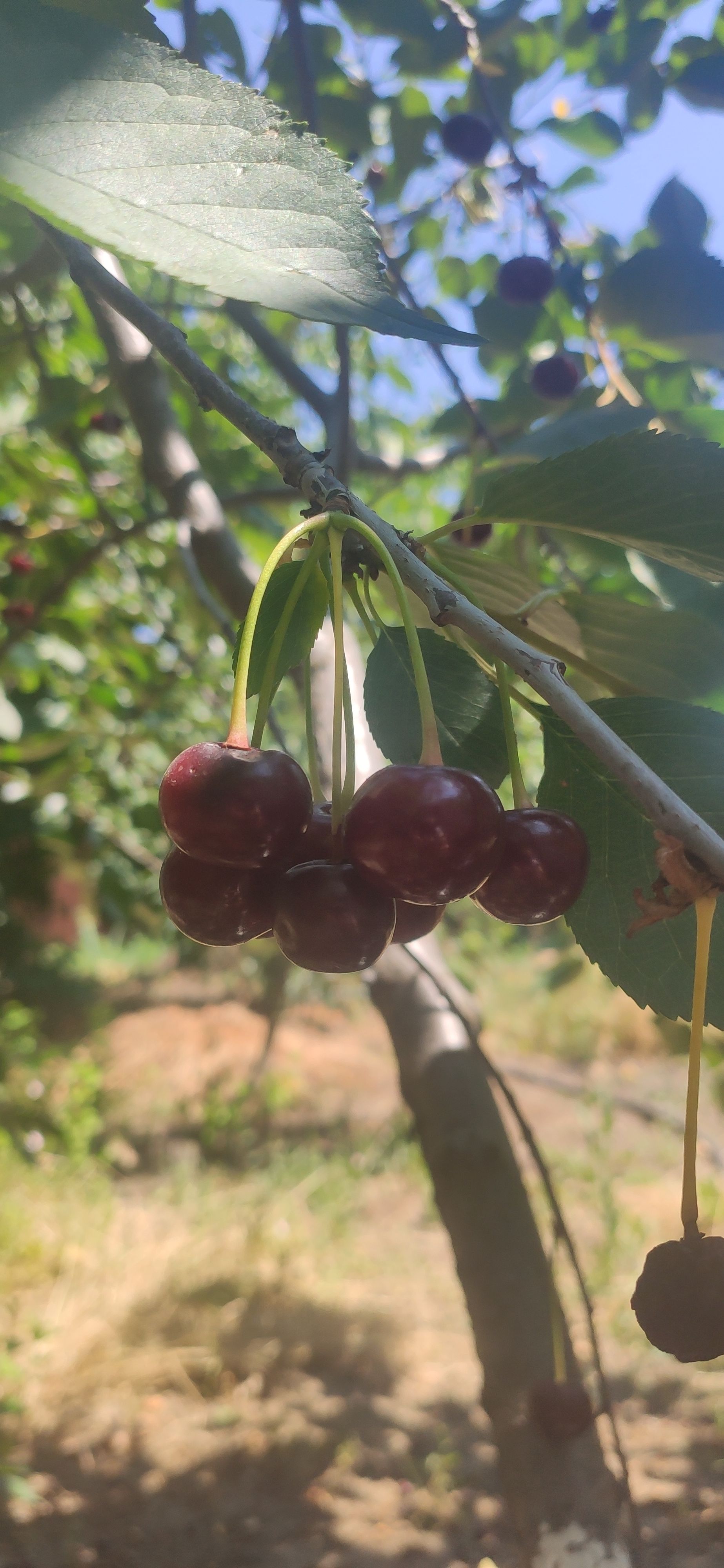 IMG 20230623 1143151