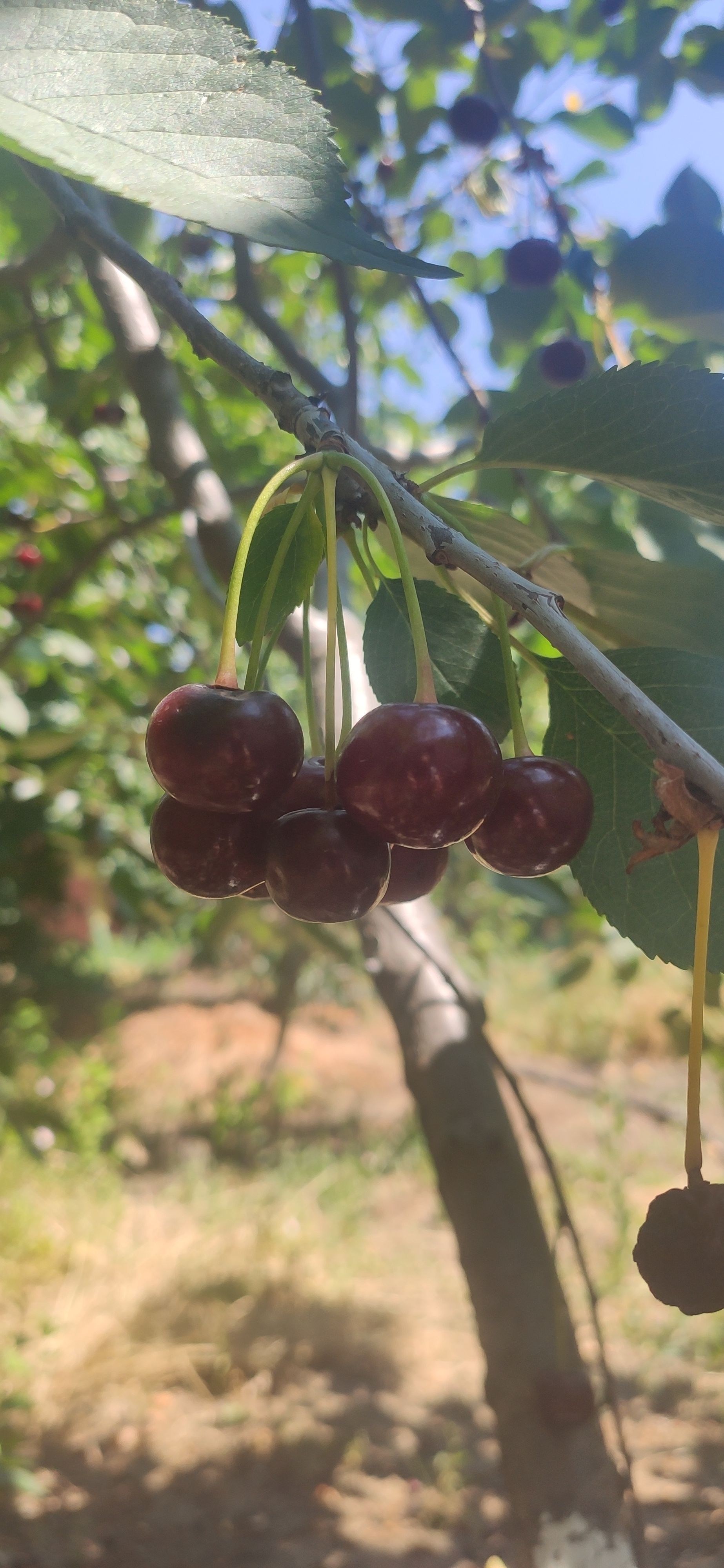 IMG 20230623 1143191