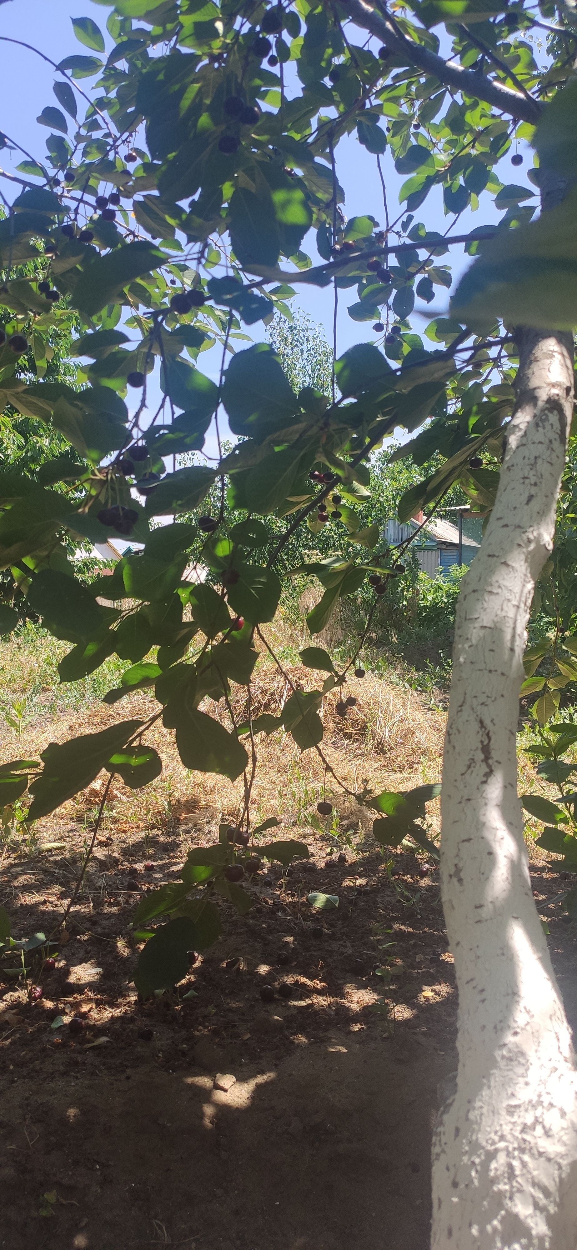 IMG 20230623 1144081