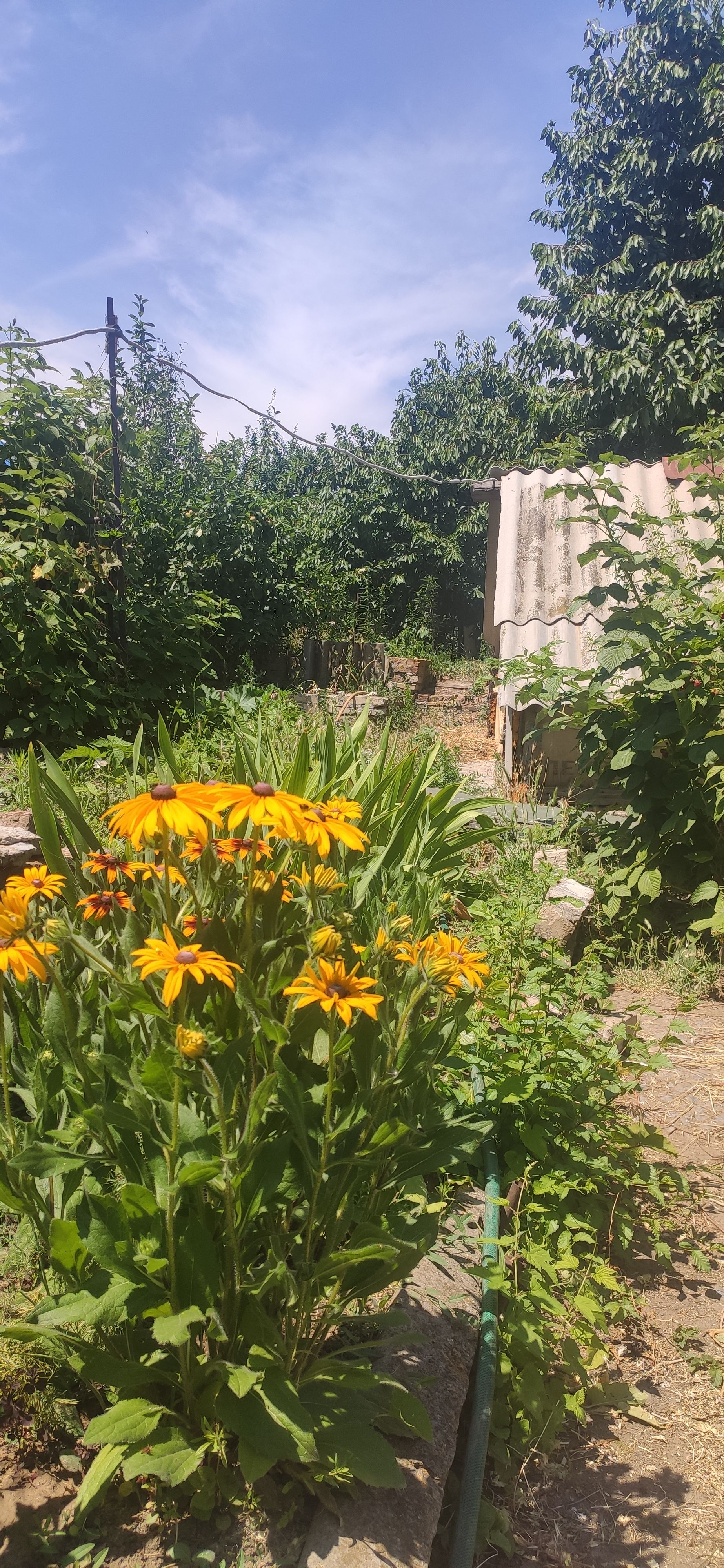 IMG 20230623 1155461